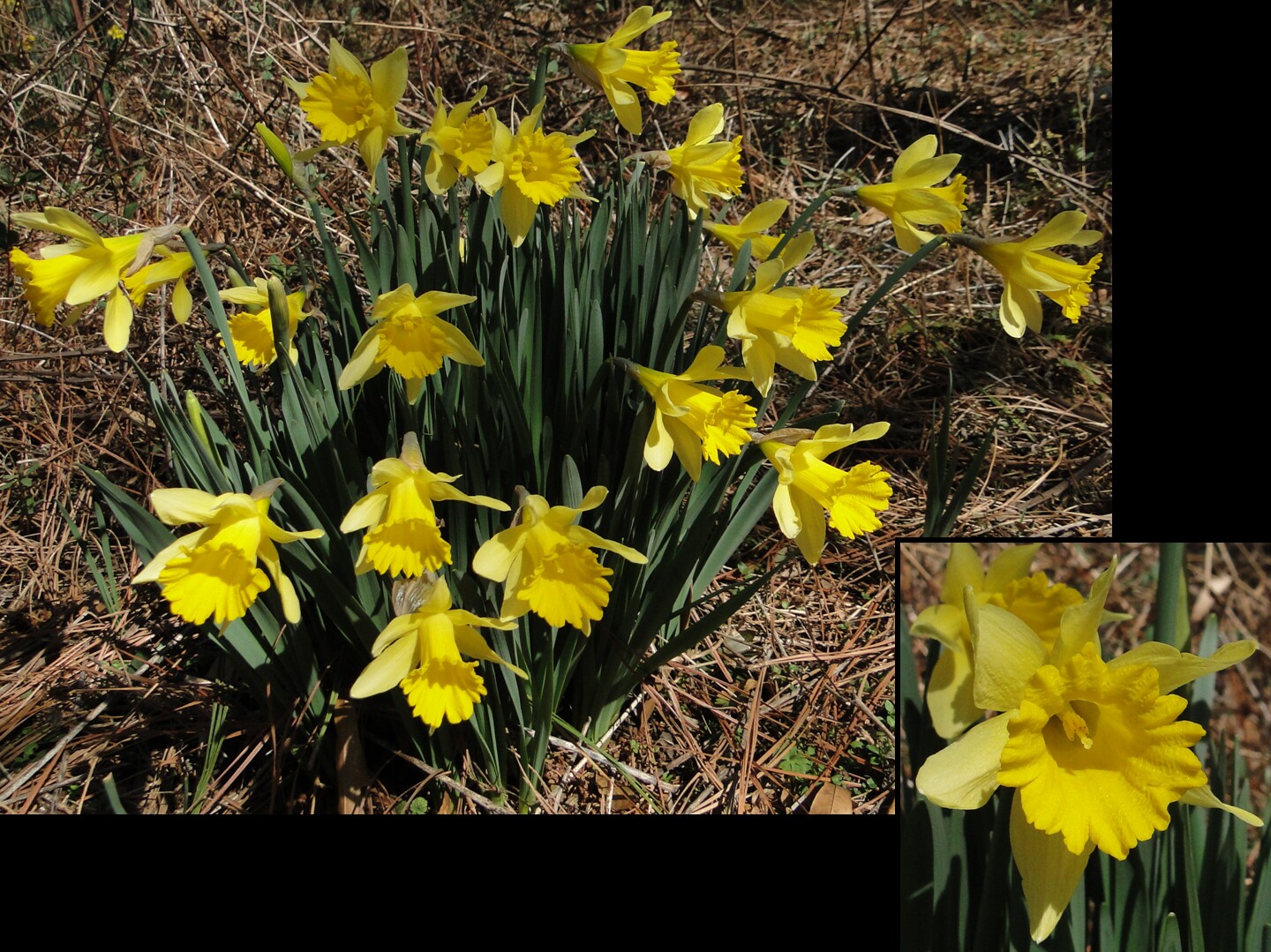 Narcissus pseudonarcissus